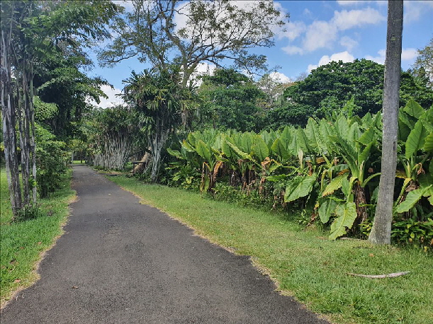 im botanischem Garten