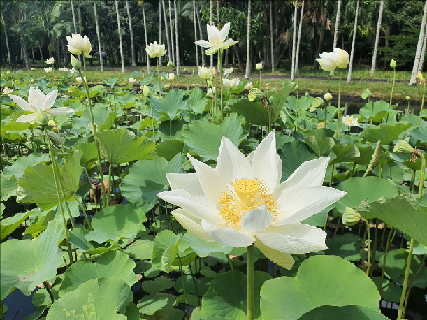 Lotusteich