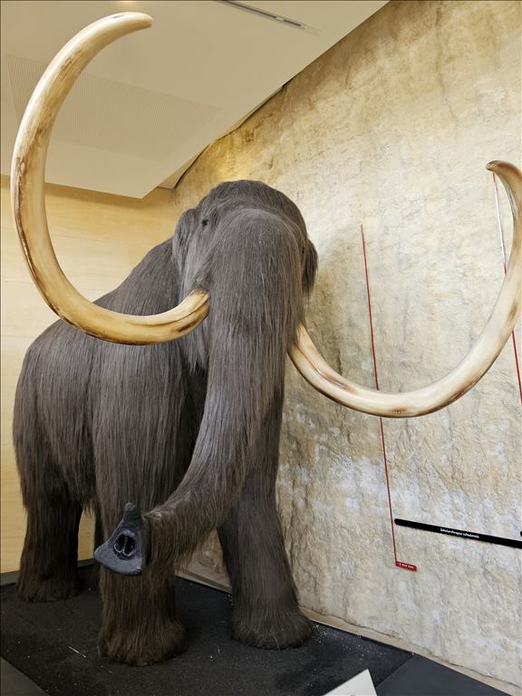 Im Museum von Les Eyzies