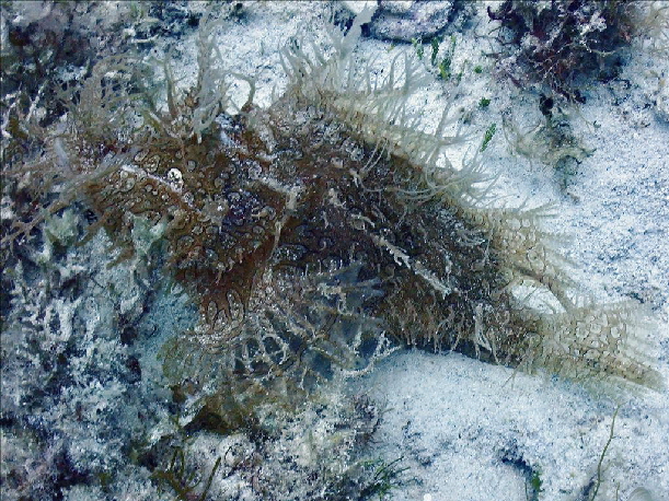 Rhinopia Drachenkopf