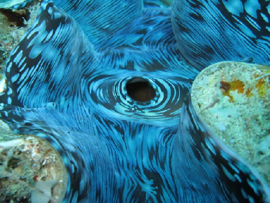 Tridacna