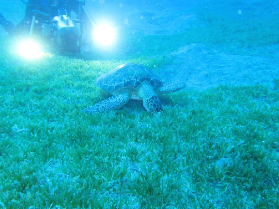 Schildkrte